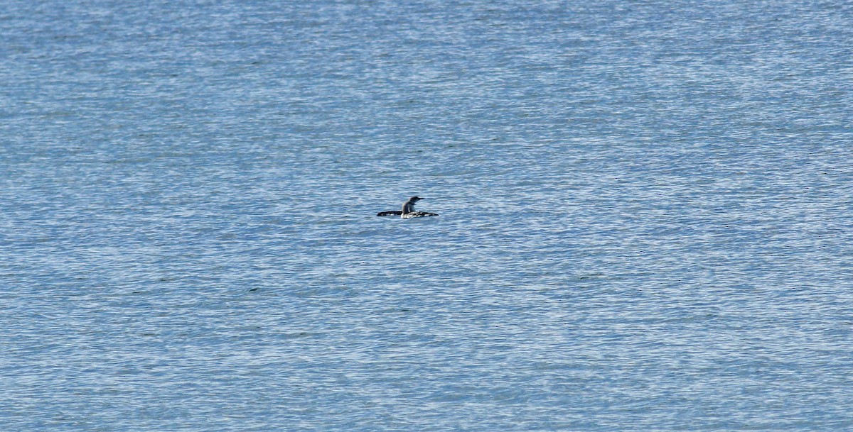 Arctic Loon - Andrew Steele