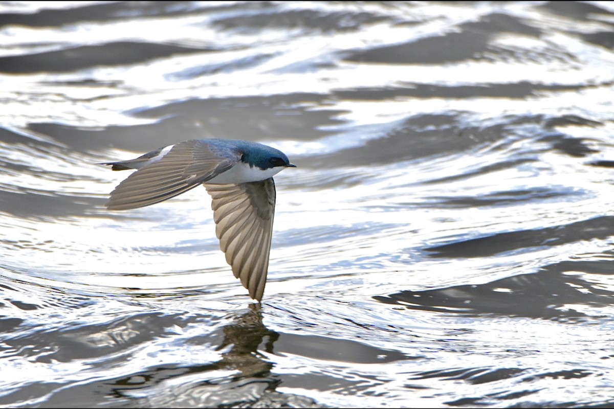 Tree Swallow - Josiah Santiago