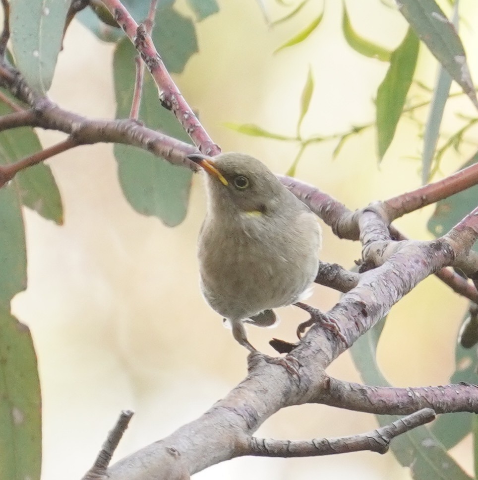 Fuscous Honeyeater - ML618104034