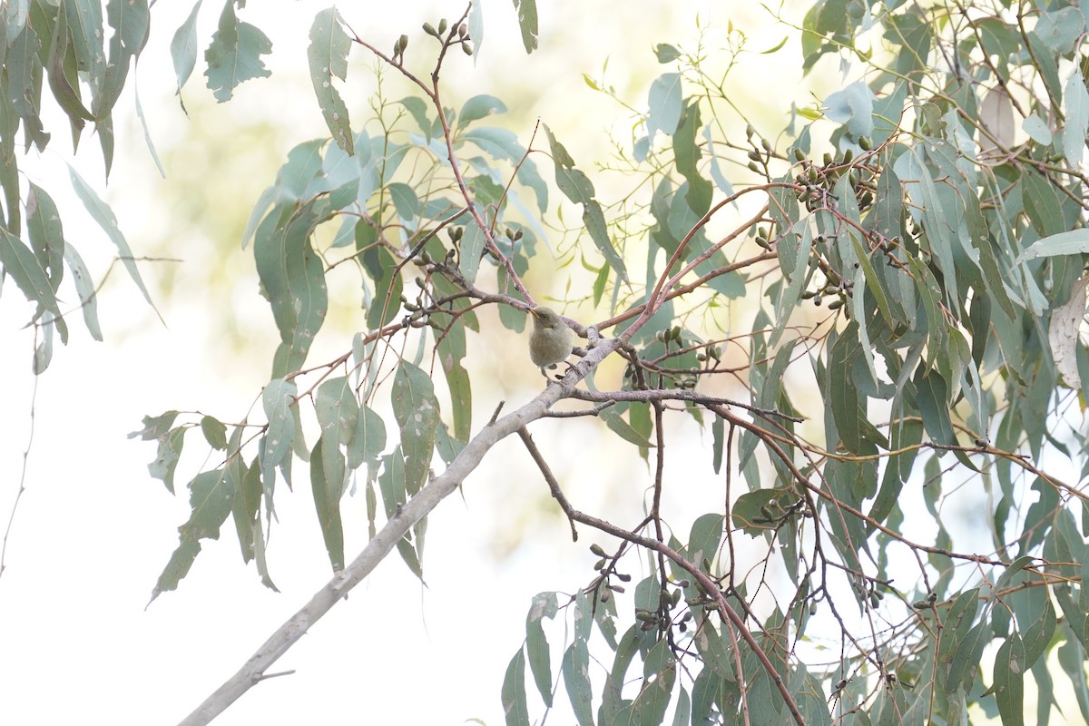 Fuscous Honeyeater - ML618104035