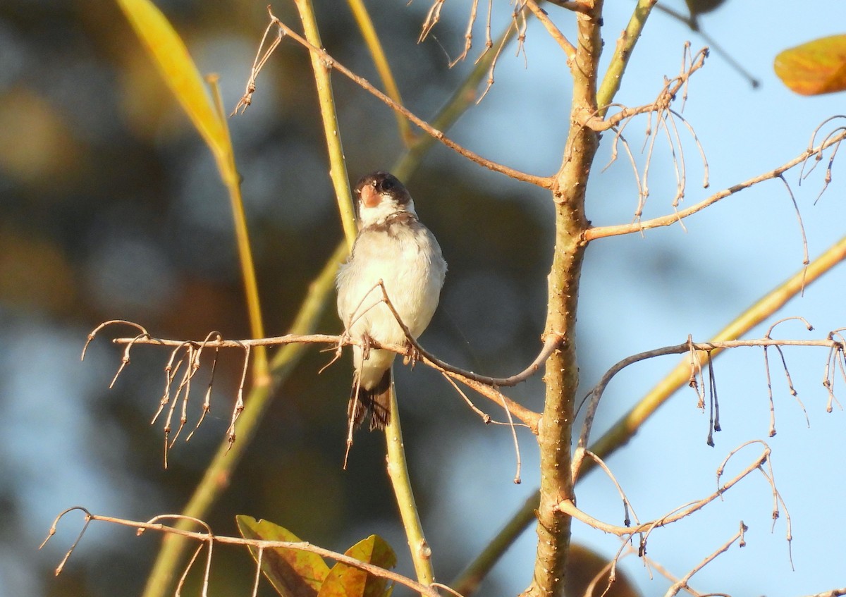 White-throated Seedeater - ML618104082