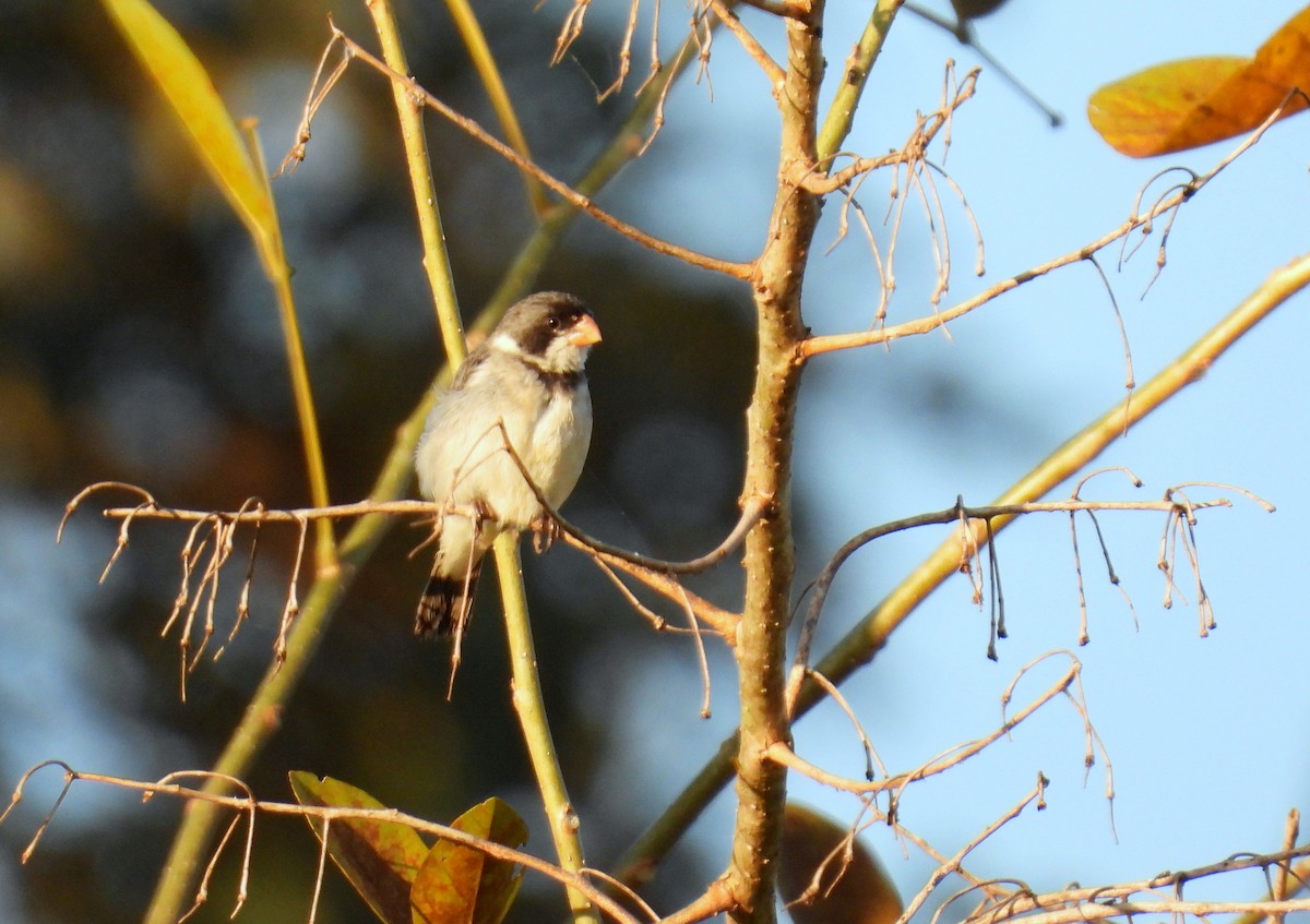 White-throated Seedeater - ML618104088