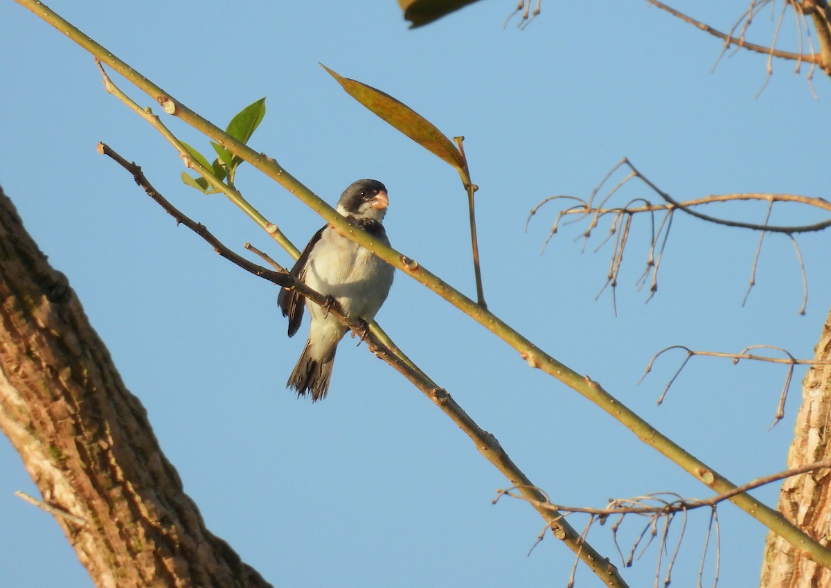 White-throated Seedeater - ML618104091