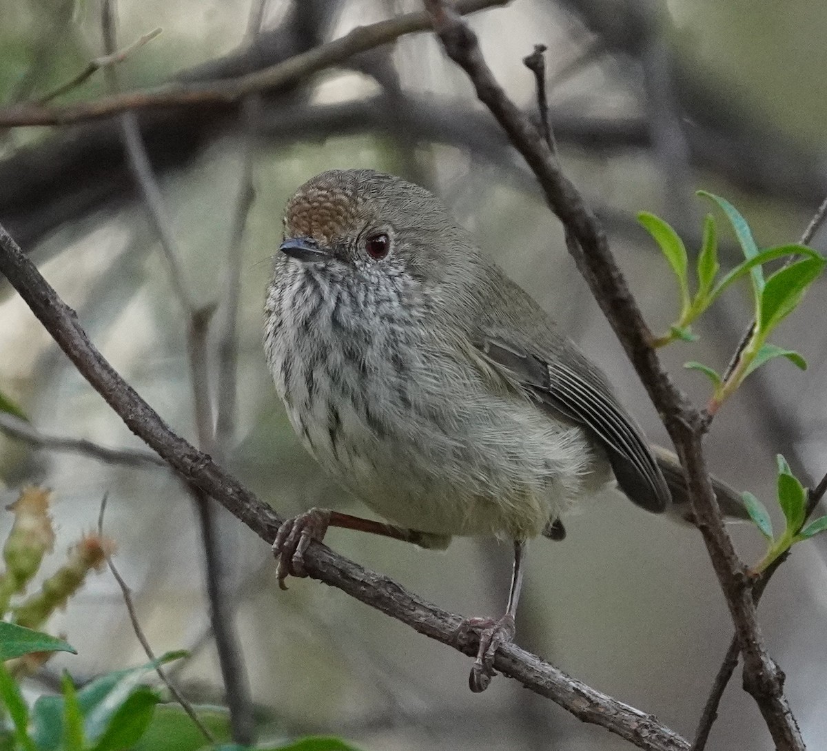 Brown Thornbill - Michael Kearns