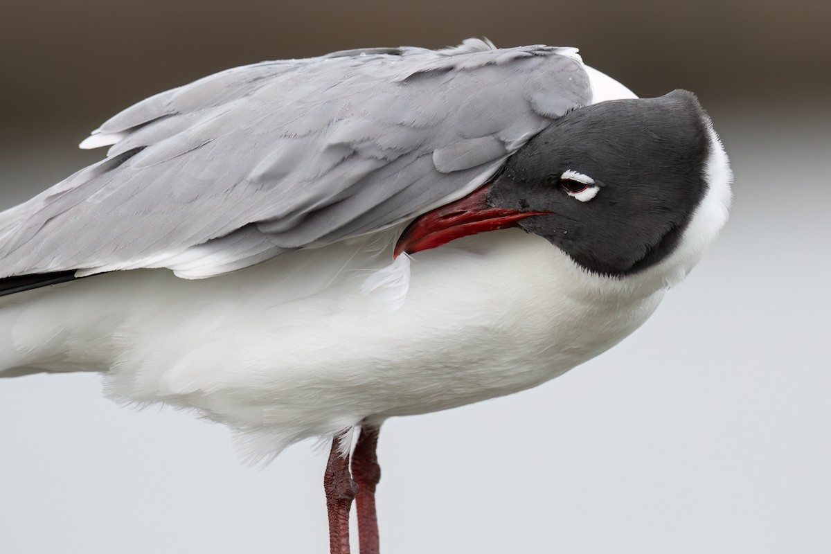 Laughing Gull - ML618104134