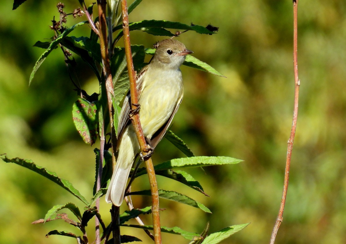 Lesser Elaenia - ML618104160