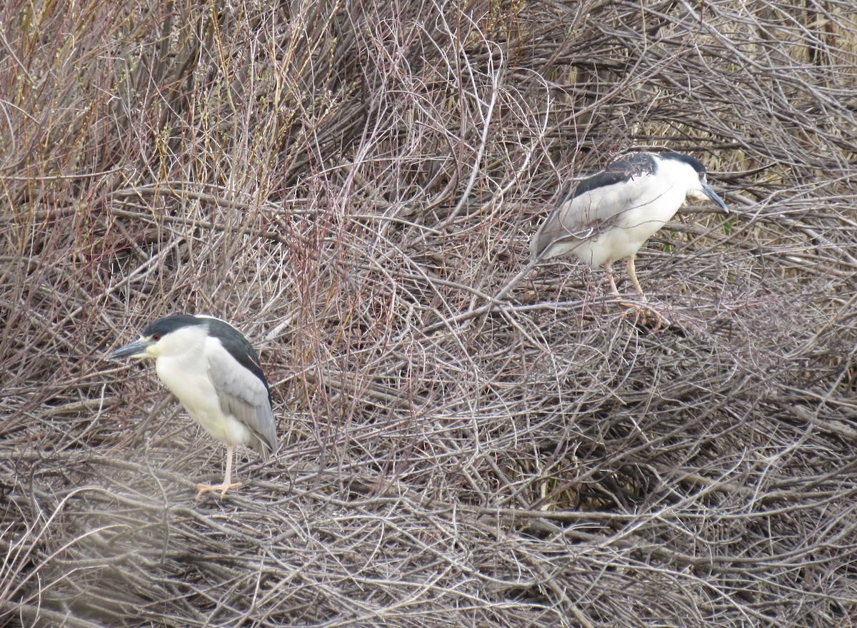 Black-crowned Night Heron - Laurel Armstrong