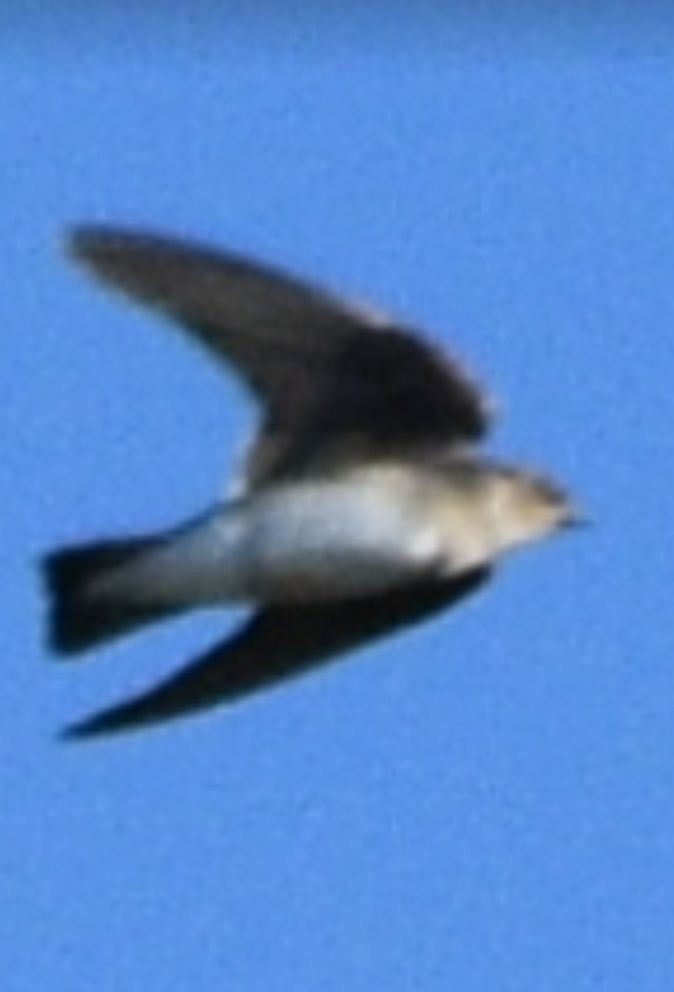 Northern Rough-winged Swallow - ML618104194