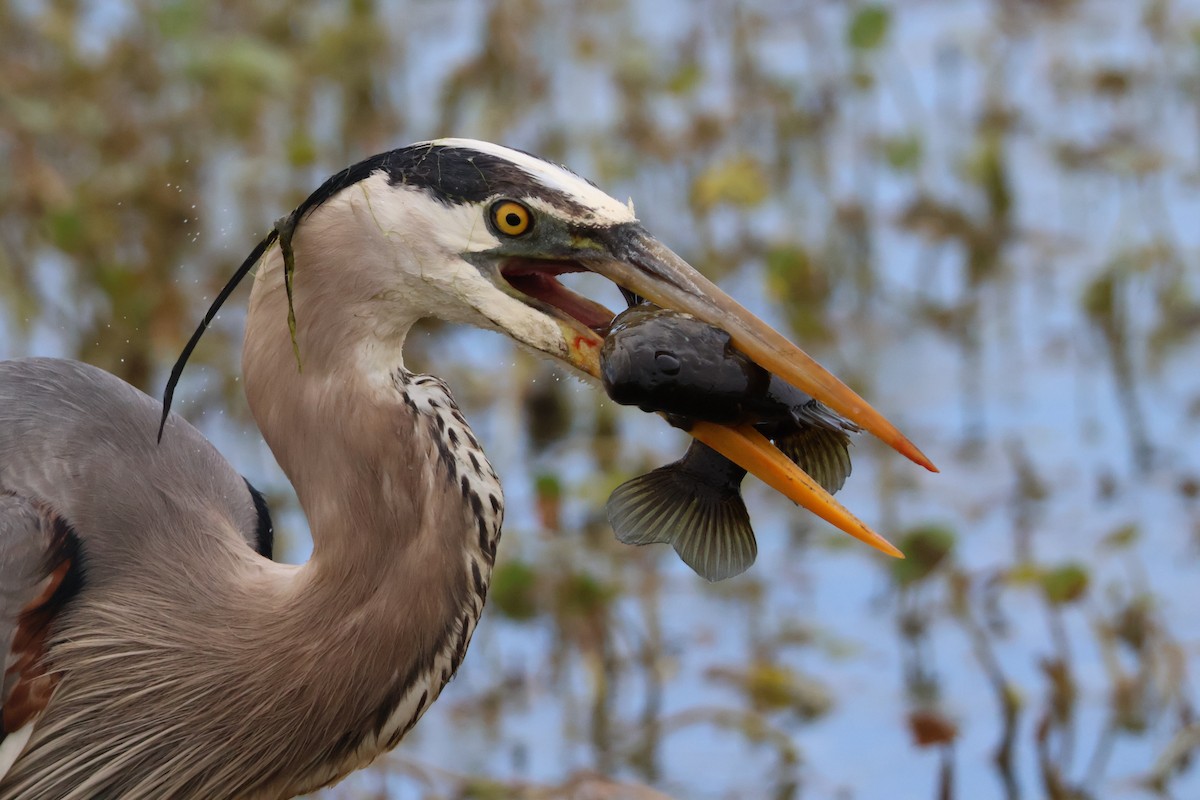 Great Blue Heron - Julia Nadeau Gneckow