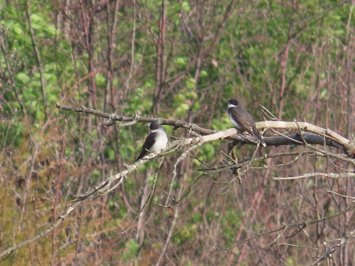 Eastern Kingbird - ML618104243