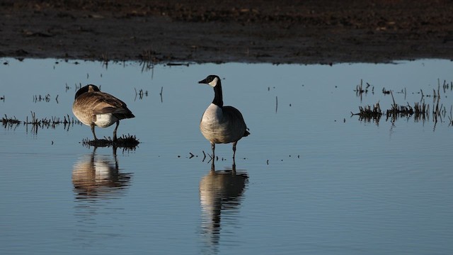 Canada Goose - ML618104301