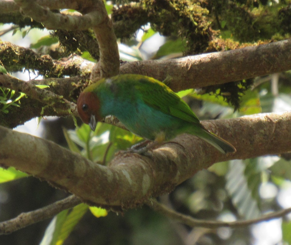 Bay-headed Tanager - Alex Single