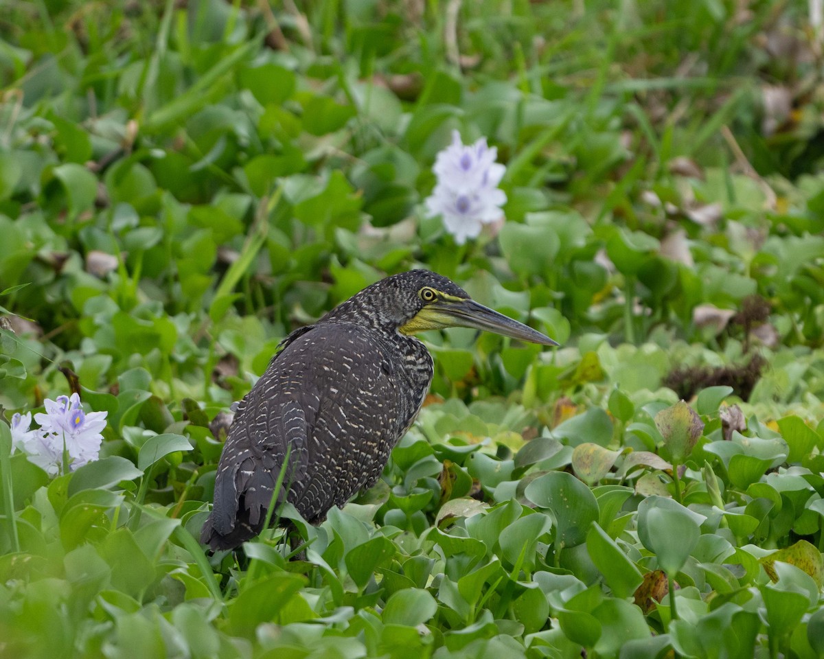 Bare-throated Tiger-Heron - Anthony Kaduck