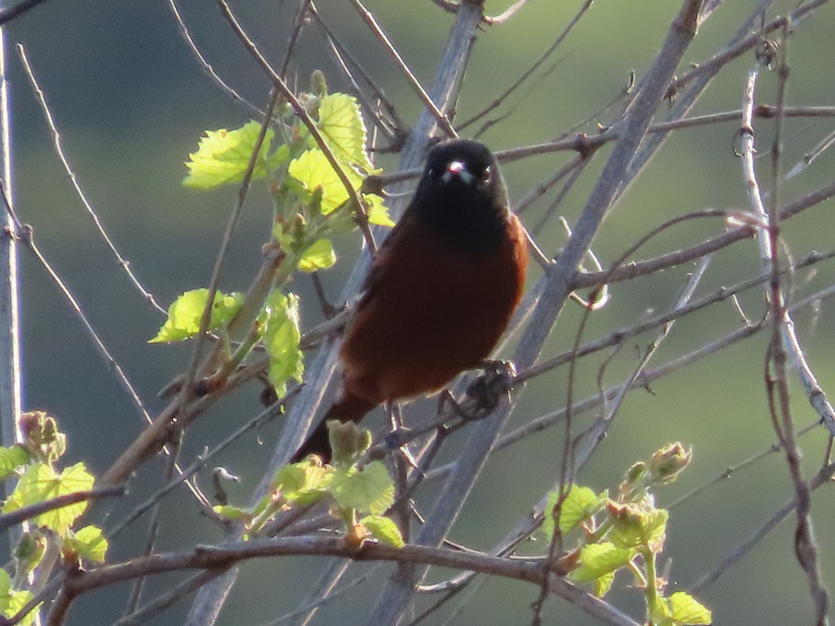 Orchard Oriole - ML618104342