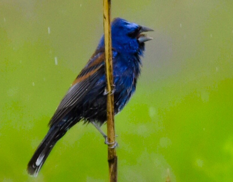 Blue Grosbeak - Jason C. Martin