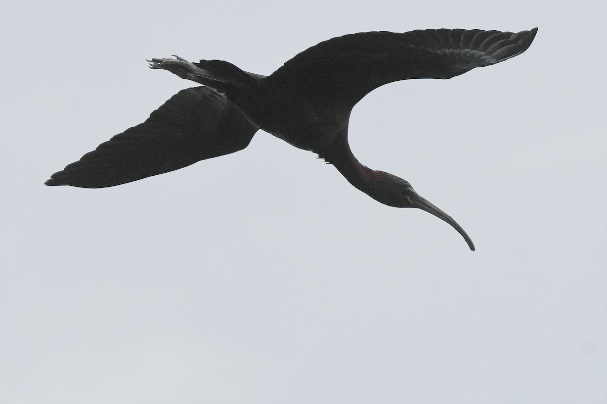 ibis hnědý - ML618104382