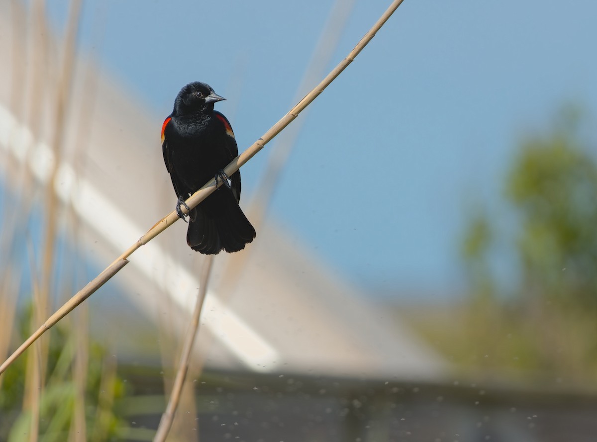 Red-winged Blackbird - Damon Williford