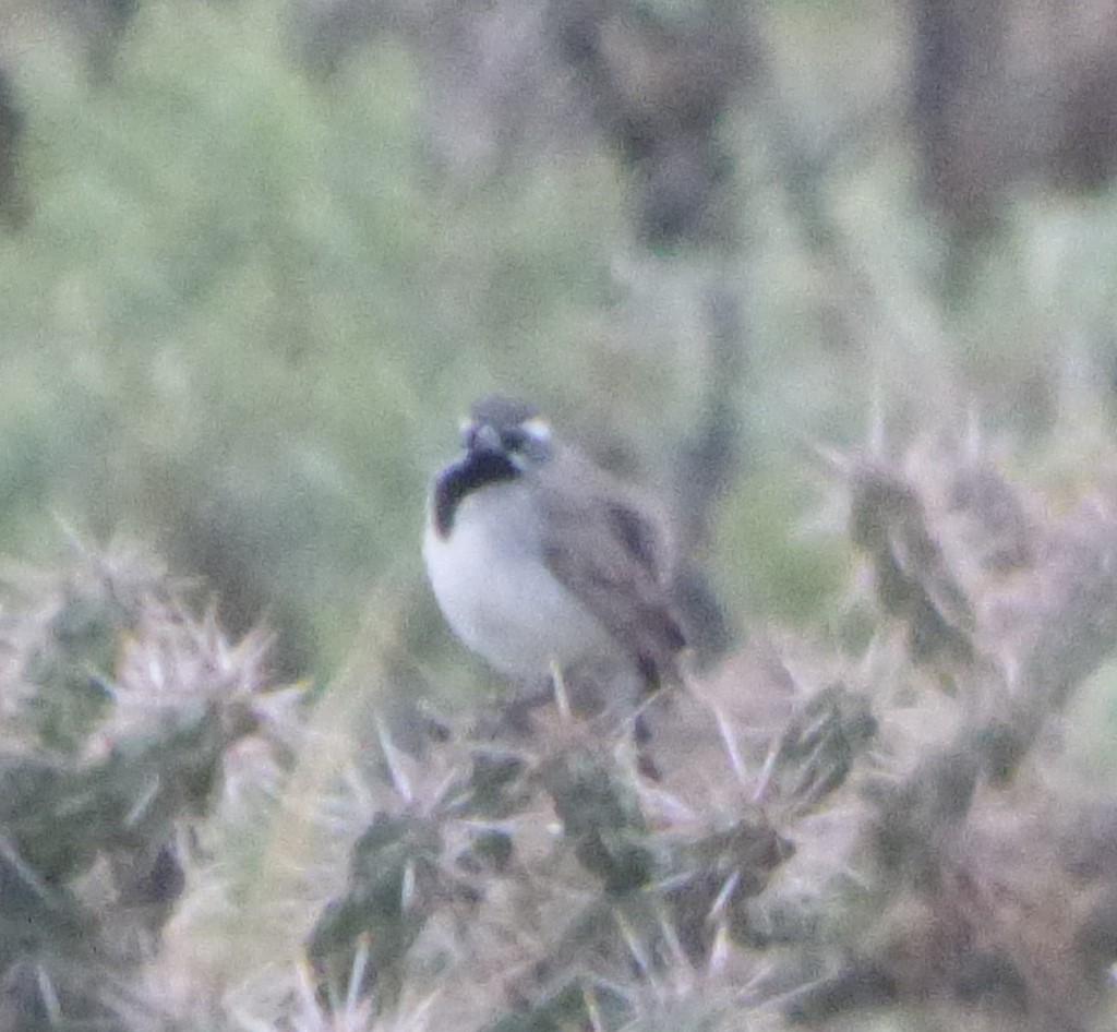 Black-throated Sparrow - Alan Moss