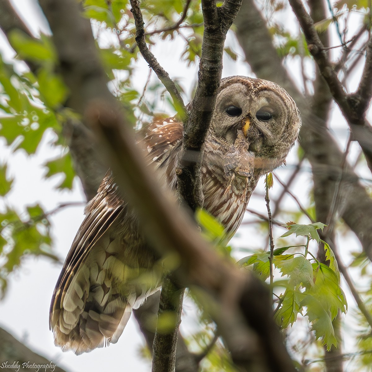 Barred Owl - ML618104407