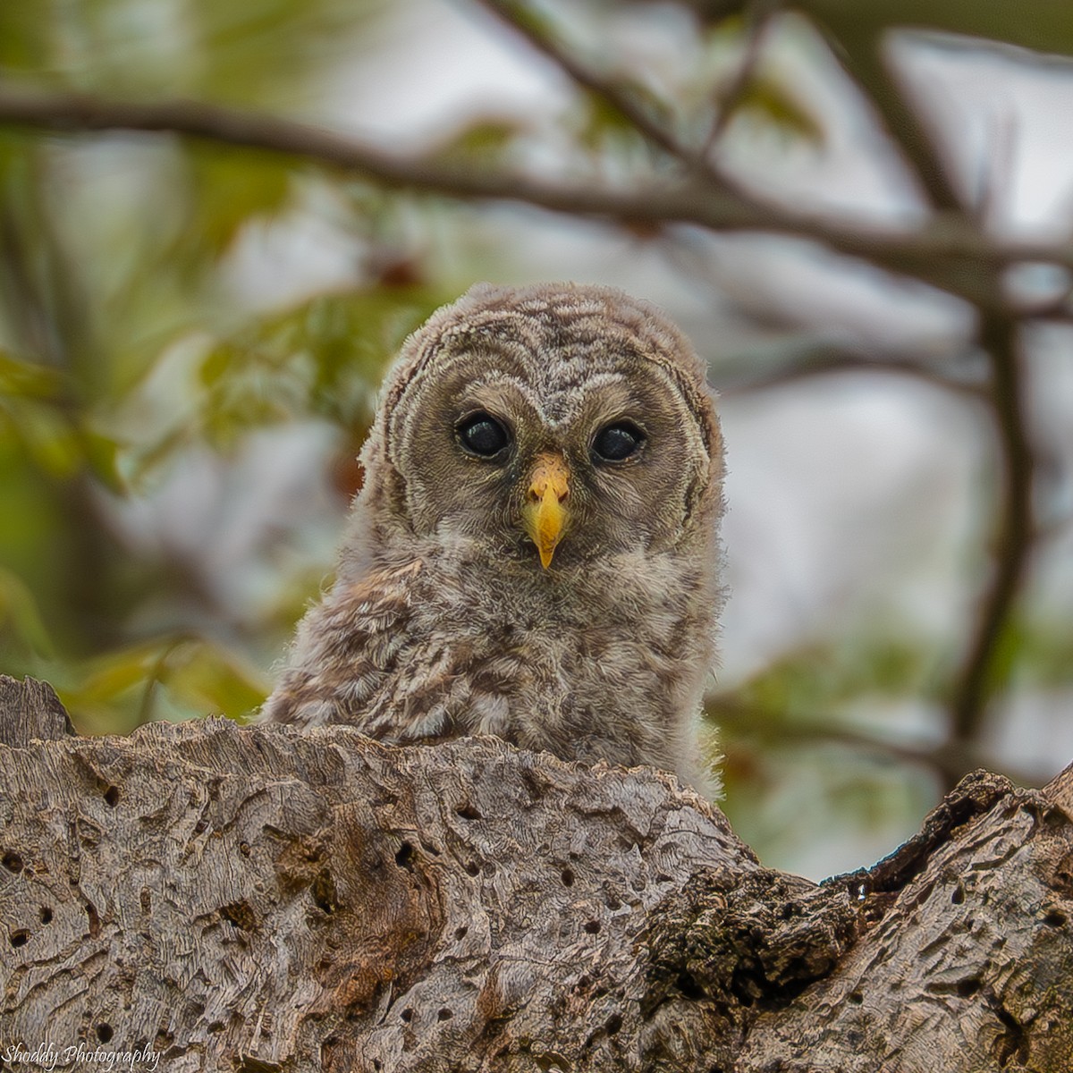 Barred Owl - ML618104408