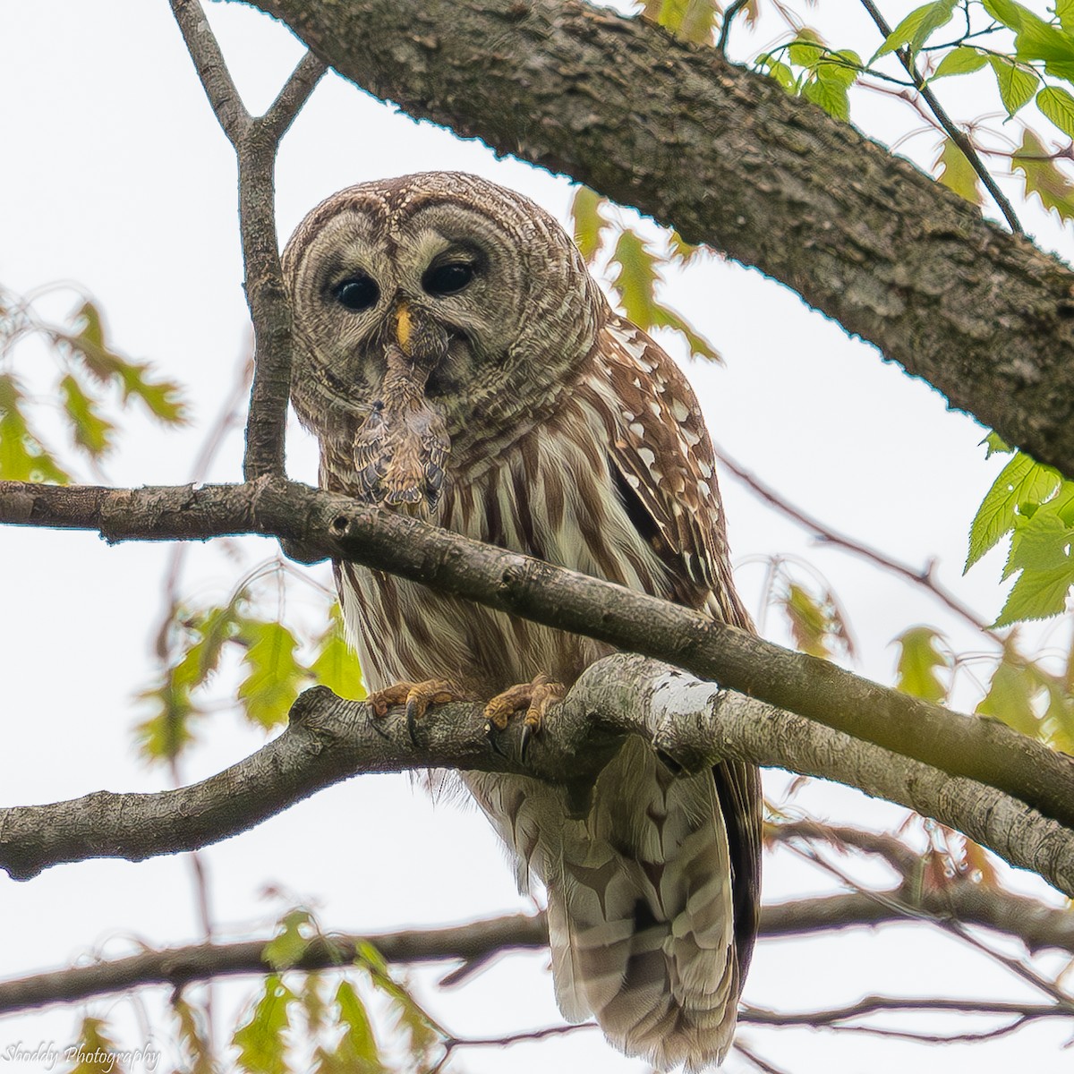 Barred Owl - ML618104409