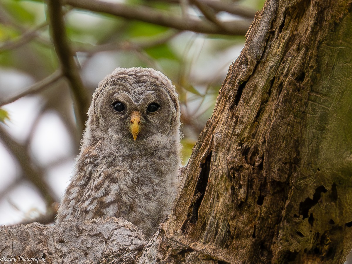 Barred Owl - ML618104410