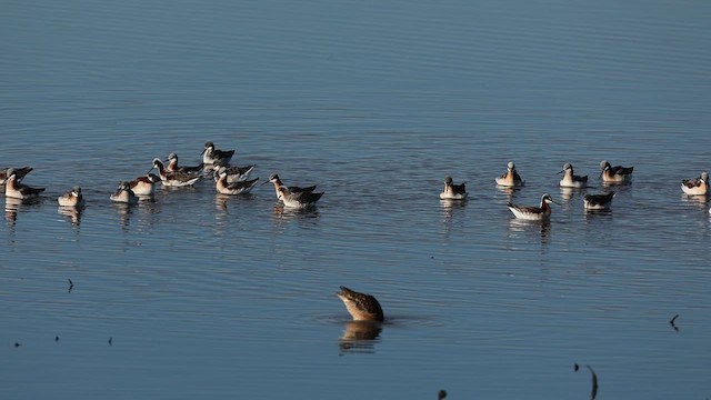 hvithalesvømmesnipe - ML618104412