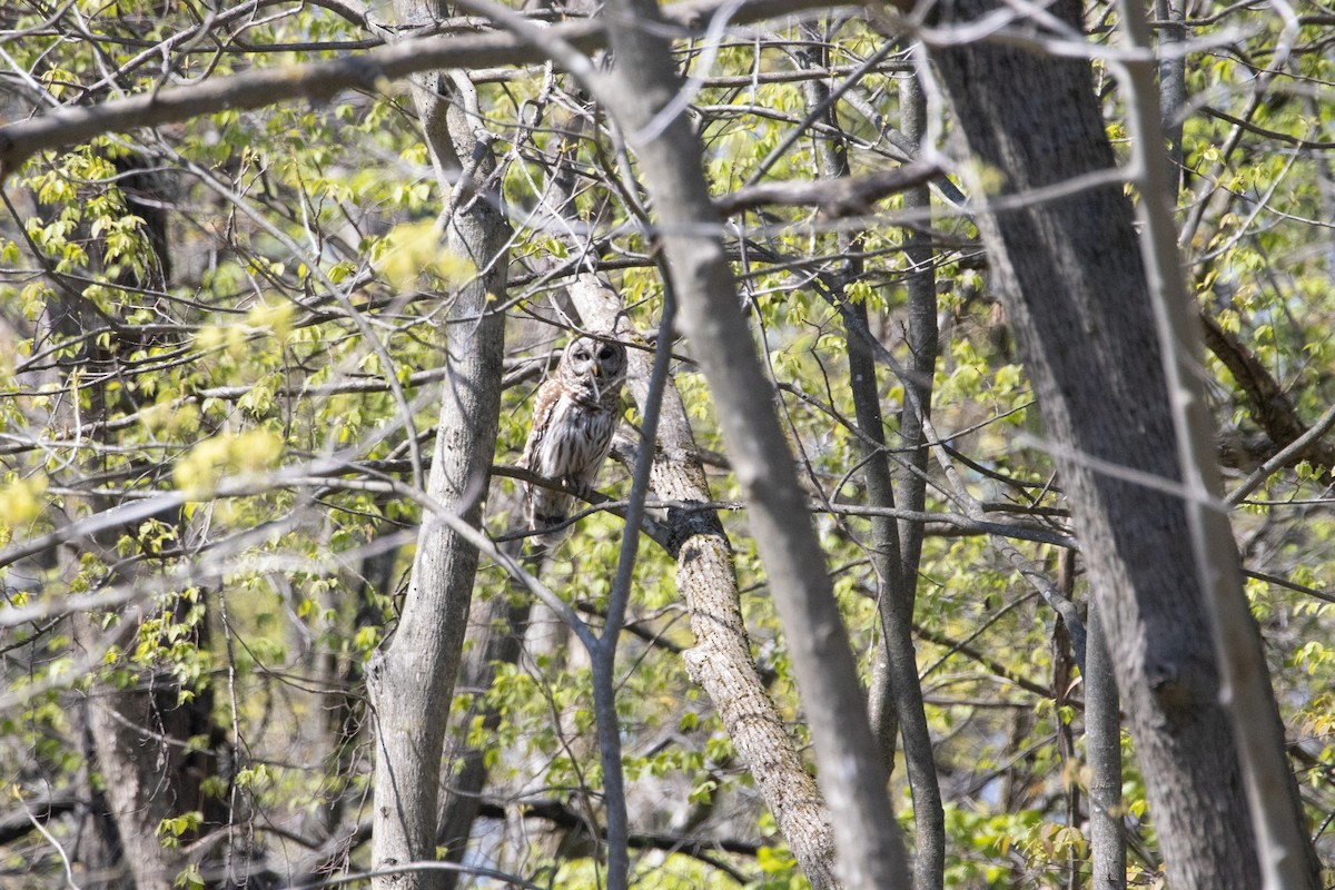 Barred Owl - Shawn MacDonnell