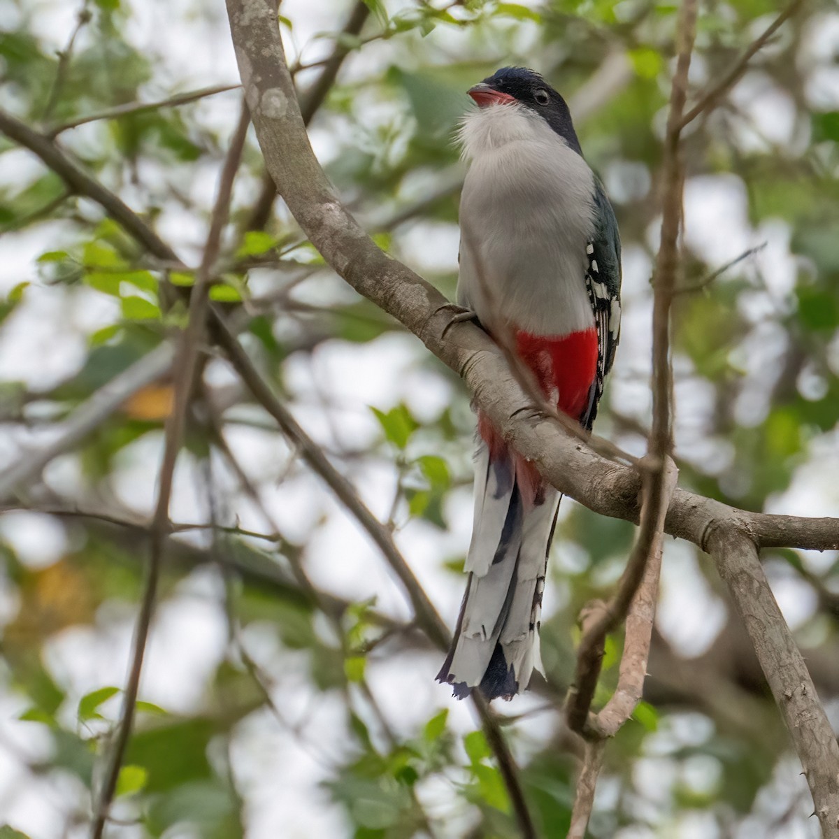 trogon kubánský - ML618104438