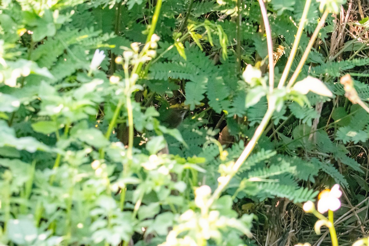Baikal Bush Warbler - Dominic More O’Ferrall