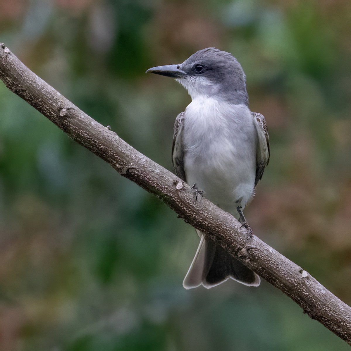 Gray Kingbird - ML618104458