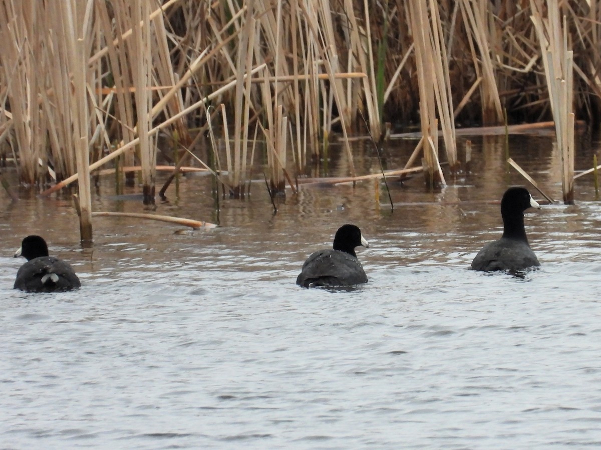 American Coot - Michael W. Sack