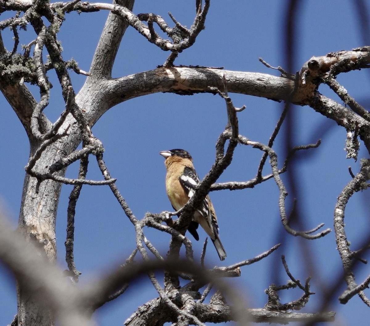 Black-headed Grosbeak - David Buckley