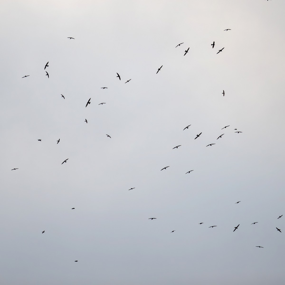 White-collared Swift - James Hoagland