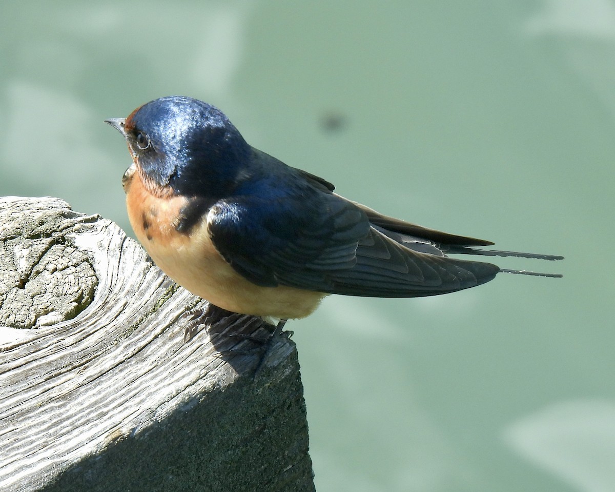 Barn Swallow - Robert Ducham