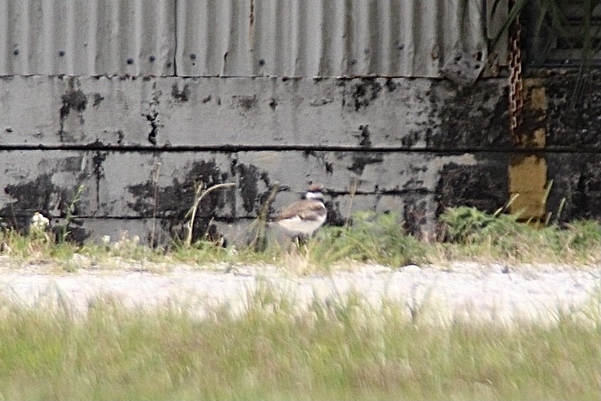 Killdeer - ML618104508