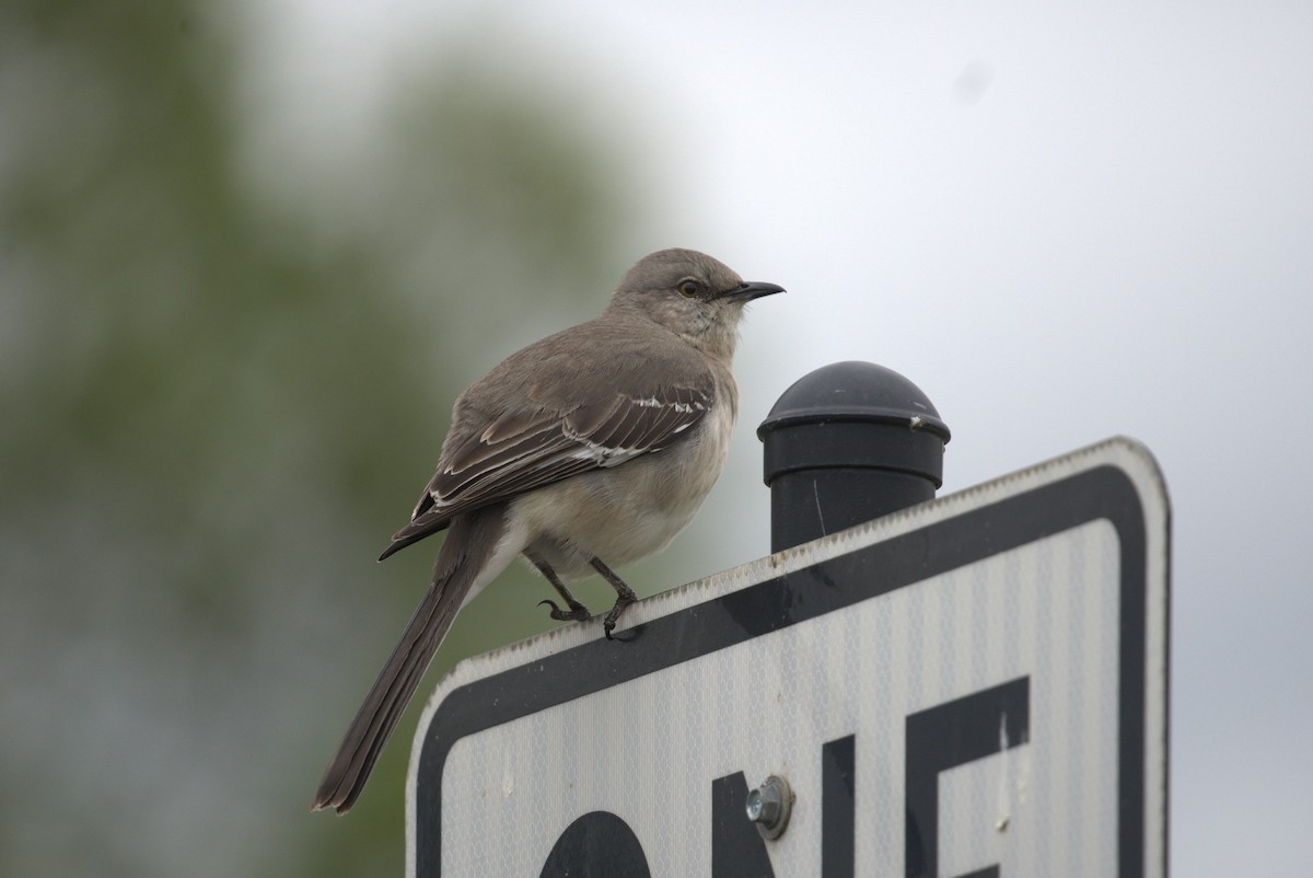 Northern Mockingbird - ML618104516