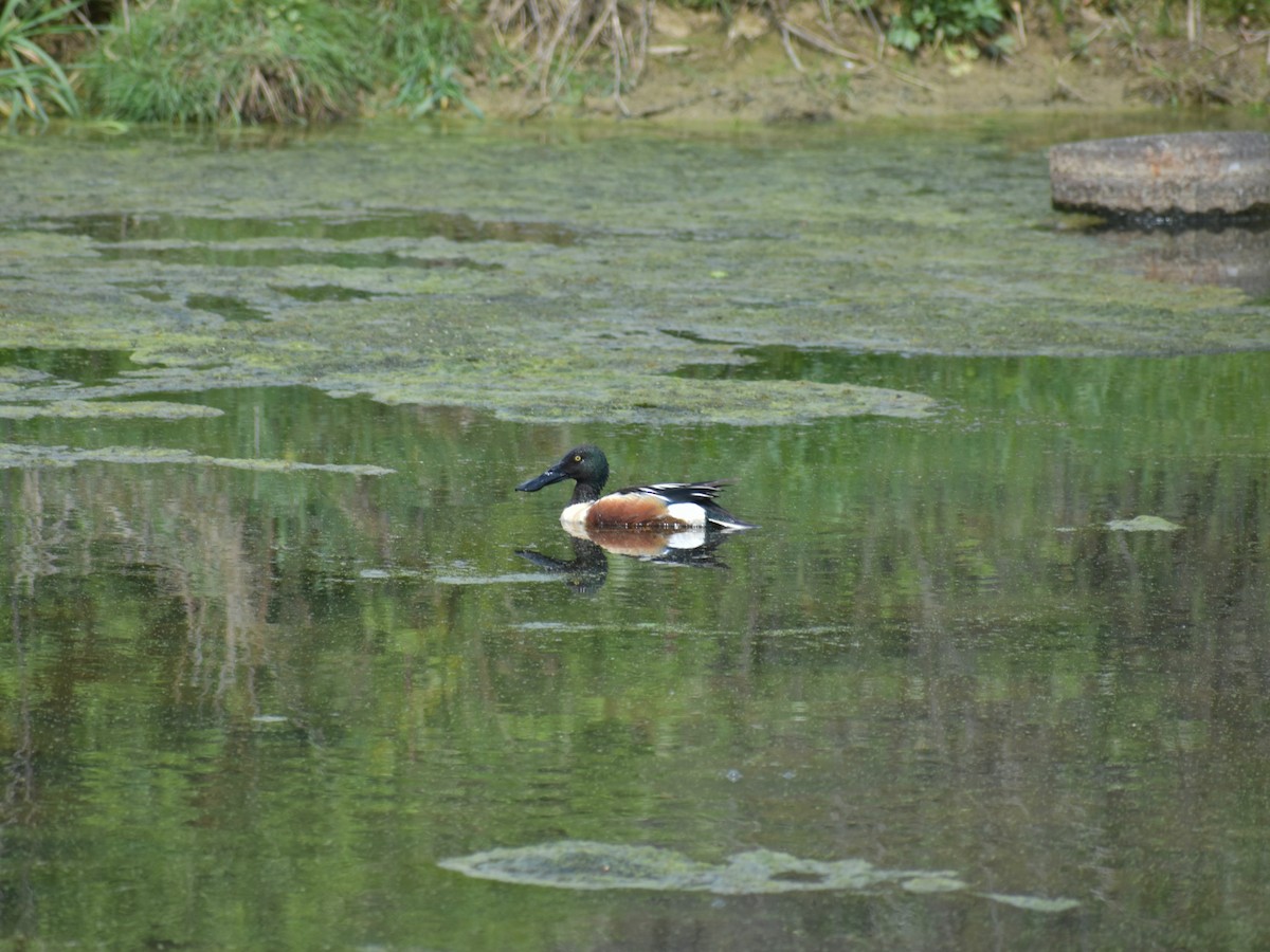 Northern Shoveler - Jim Offhaus