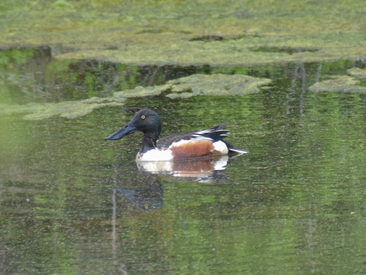 Northern Shoveler - Jim Offhaus