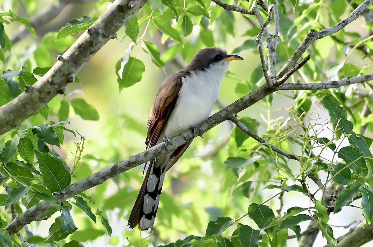 Yellow-billed Cuckoo - Jimmie Dufault