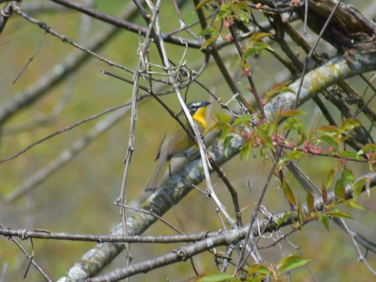 Yellow-breasted Chat - ML618104572