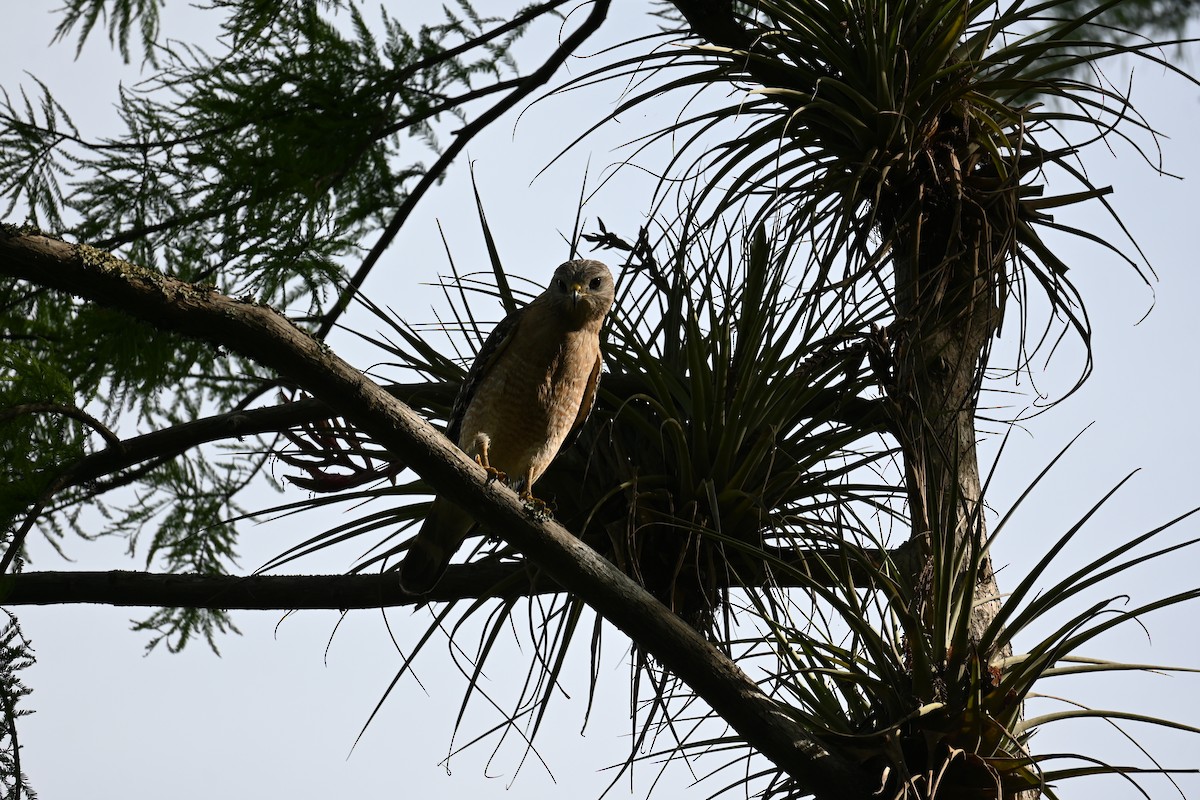 Red-shouldered Hawk - Nancy Glickman