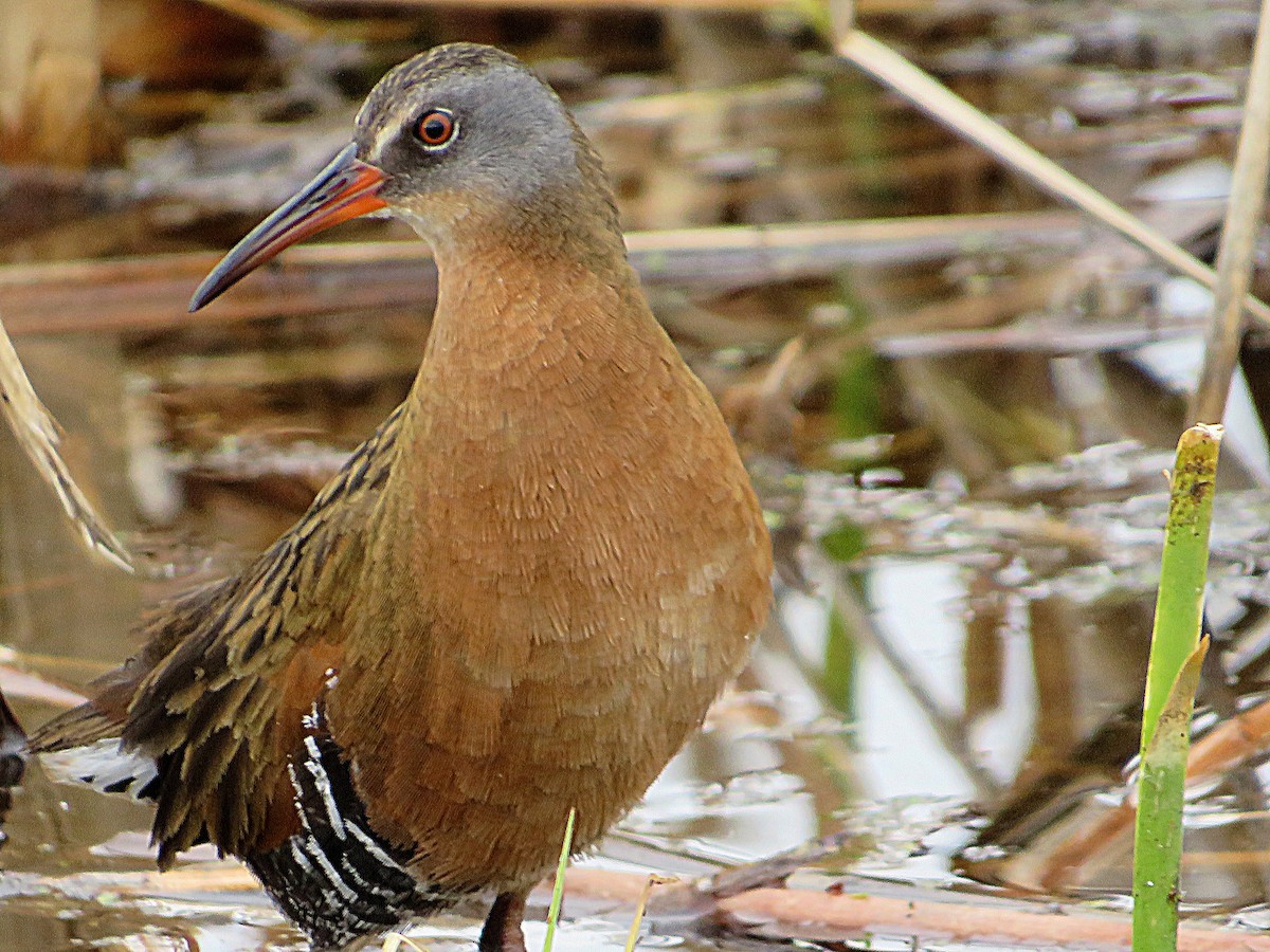 Virginia Rail - ML618104590