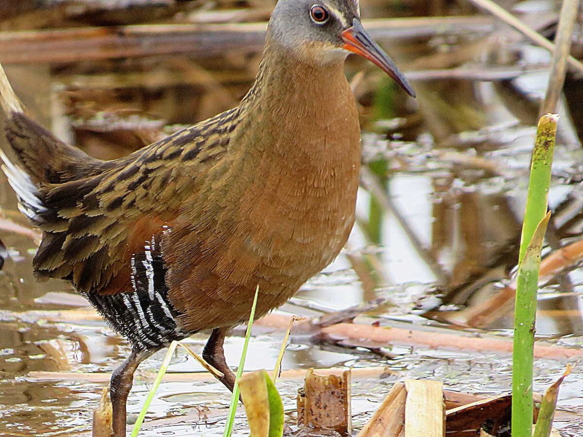 Virginia Rail - ML618104591