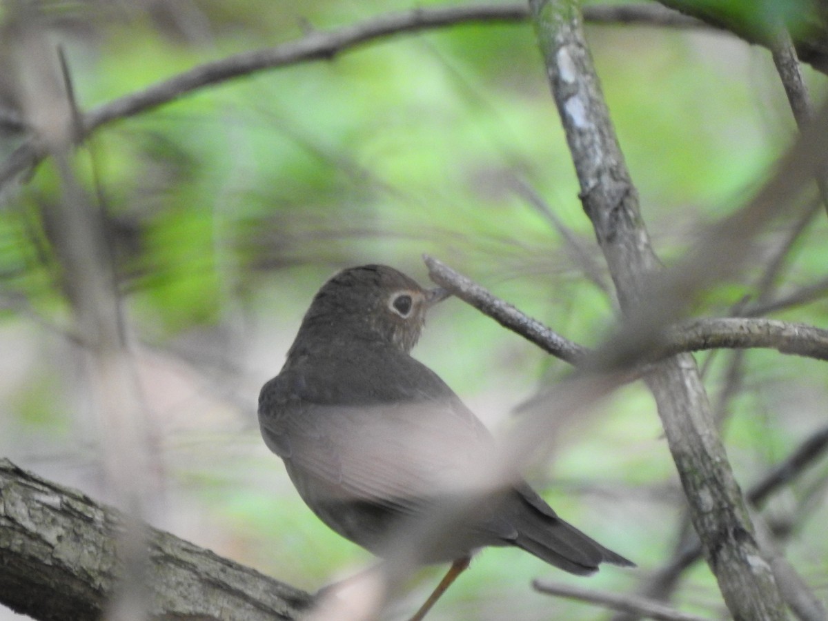 Swainson's Thrush - ML618104593