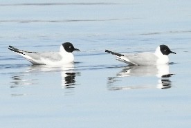 Bonaparte's Gull - Richard Audette