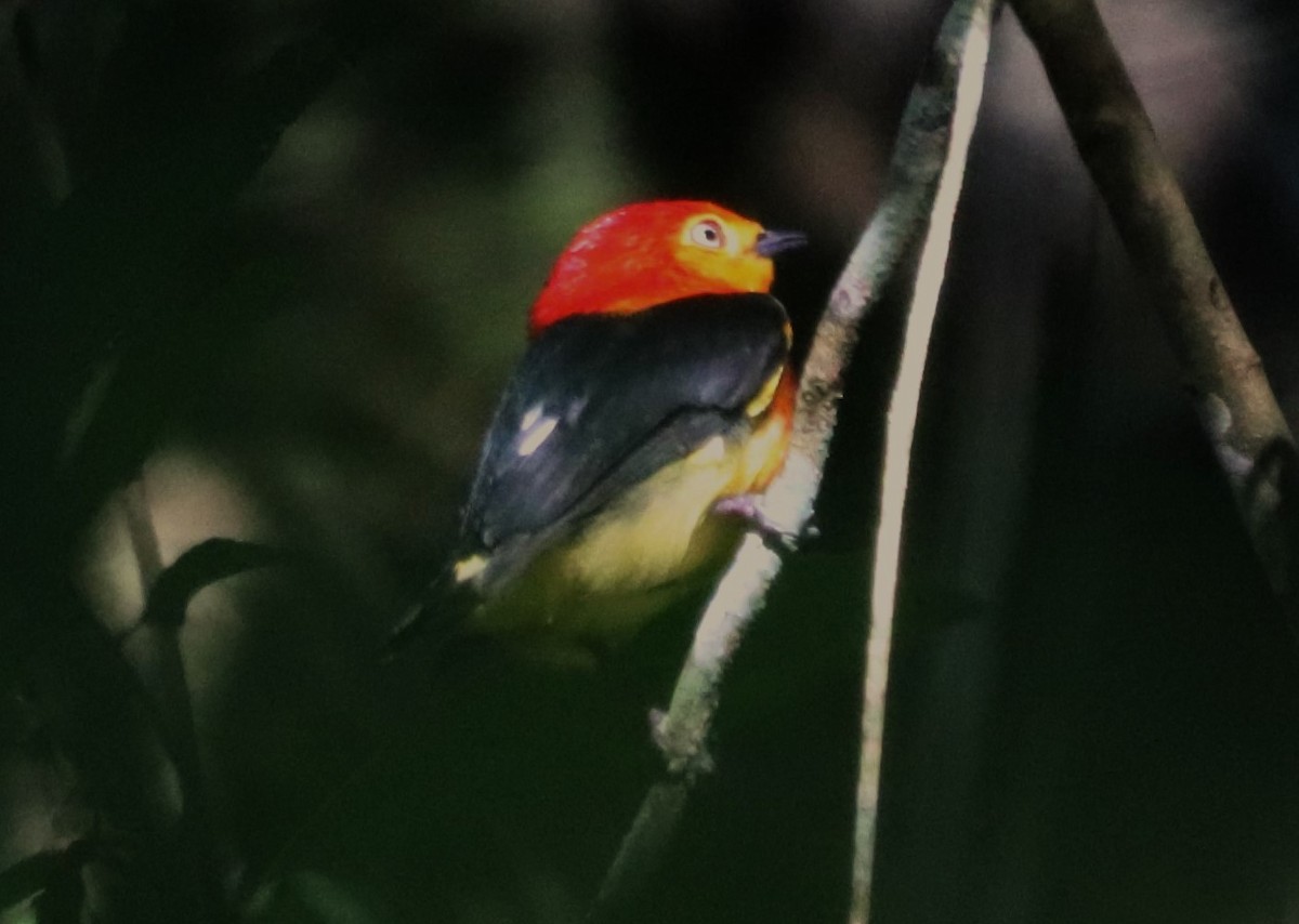 Band-tailed Manakin - Suzana Arakaki