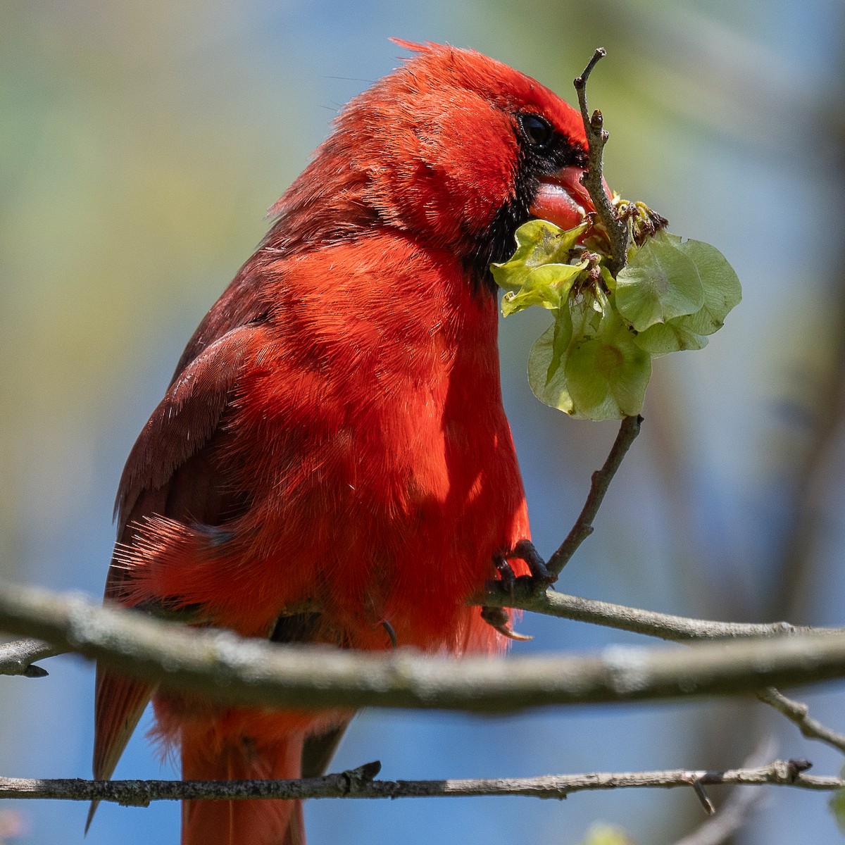 Northern Cardinal - Mike Schijf