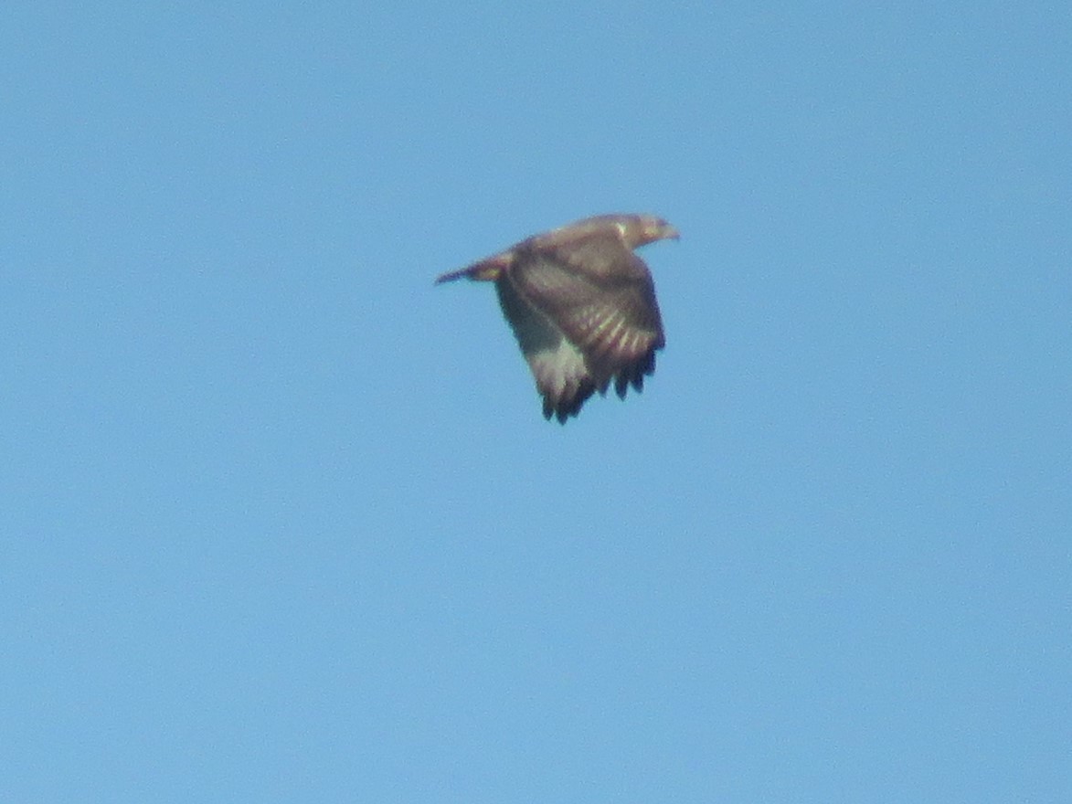 Jackal Buzzard - Gareth Bain