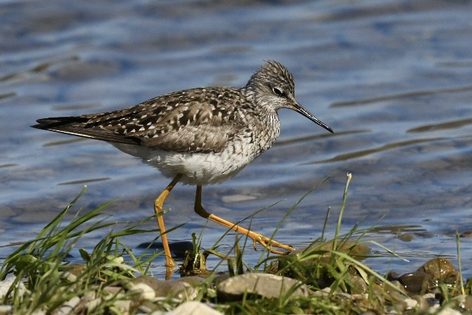 Lesser Yellowlegs - Richard Audette